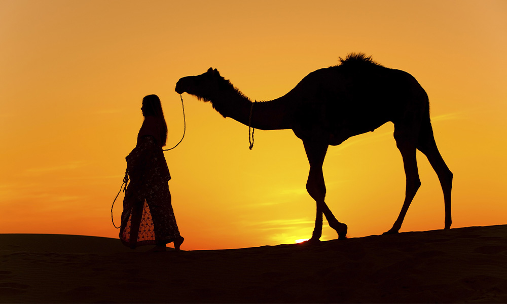 Интересные факты о Верблюде | Почему у ВЕРБЛЮДОВ есть ГОРБЫ?